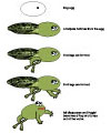 Lebenszyklus eines Frosches