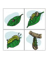 Schmetterling Lebenszyklus