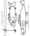 Fische Arbeitsblatt