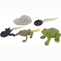 Kaulquappe-Frosch-Spielzeug Lebenszyklus Kaulquappe-Frosch-Spielzeug Lebenszyklus