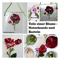 Teile der Blume - Naturkunde und Bastelidee fur Kinder Teile der Blume - Naturkunde und Bastelidee fur Kinder