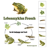 Der Lebenszyklus eines Frosches - Lektion fur den Kindergarten Der Lebenszyklus eines Frosches - Lektion fur den Kindergarten