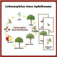 Lebenszyklus eines Apfelbaums - Poster und Karten fur Kinder Lebenszyklus eines Apfelbaums - Poster und Karten fur Kinder