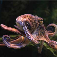 Oktopus, Krake, Tintenfisch Steckbrief fur Kinder, Kindergarten