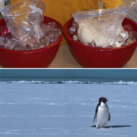 Wie sich Pinguine warmhalten Naturkunde Experiment