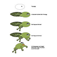 Projekt Frosch und Teich Kindergarten und KitaIdeen