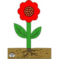 Projekt Blumen Und Pflanzen Kindergarten Und Kita Ideen