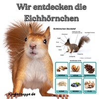 Wir entdecken die Eichhörnchen - Naturkunde fur Kinder