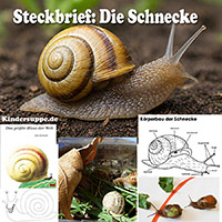 die Schnecke Steckbrief fur Kinder, kita, kindergarten