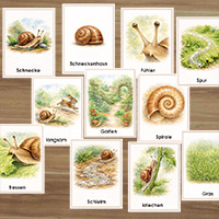 Die Schnecke - Wortschatzkarten
