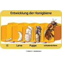 Die Entwicklung der Honigbiene - Poster fur Kinder