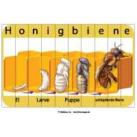 Die Entwicklung der Honigbiene - Puzzle