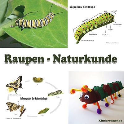 Raupe Nimmersatt Naturkunde - Raupe Steckbrief und Schmetterling Lebenszyklus