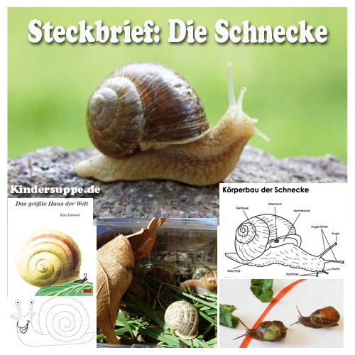 Steckbrief Schnecke Ideen fur Kindergarten und Kita